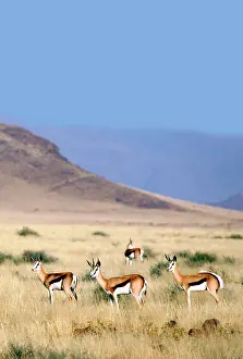 Foothill: Africa, Namibia, Sossussvlei. A herd of