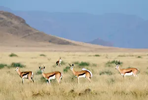 Foothill: Africa, Namibia, Sossussvlei. A herd of