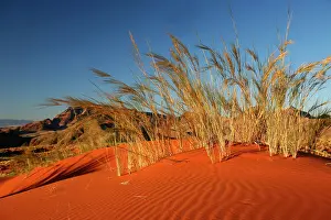 Blown: Africa, Namibia, Sossusvlei. Dune grass