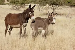 Conservancy: Africa, Namibia, Torras Conservancy. Adult