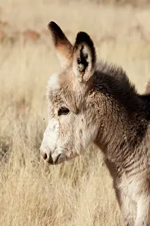 Conservancy: Africa, Namibia, Torras Conservancy. Profile