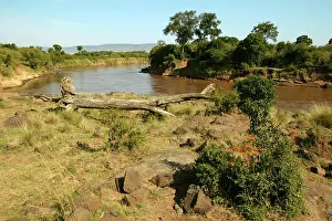 Driftwood: AFRICA - River