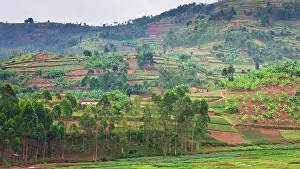 Rwanda: Africa. Rwanda. Terraced hillsides are typical