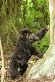 Rwanda: Africa, rwanda, virunga mountains, mountain