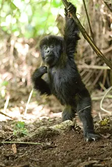 Rwanda: Africa, rwanda, virunga mountains, mountain