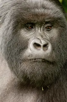 Rwanda: Africa, rwanda, virunga mountains, mountain
