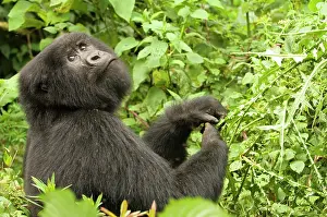 Rwanda: Africa, rwanda, virunga mountains, mountain