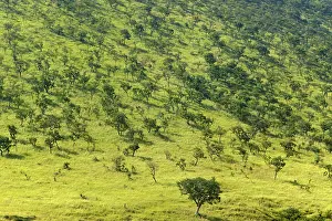 Acacias: AFRICA - Savannah