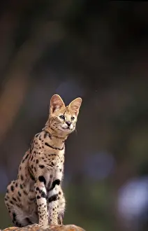 Stuart: Africa. Serval (Felis serval), captive