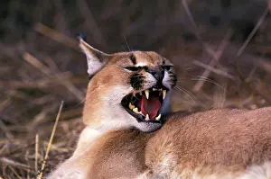 Stuart: Africa. Snarling Caracal (Felis caracal)