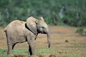 Souders: Africa, South Africa, Addo Elephant National