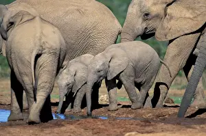 Souders: Africa, South Africa, Addo Elephant National