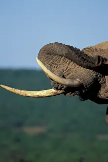 Souders: Africa, South Africa, Addo Elephant National