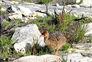 Ostrich: Africa, South Africa, Cape of Good Hope
