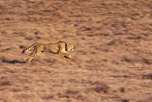 Stuart: Africa, South Africa. Cheetah (Acinonyx