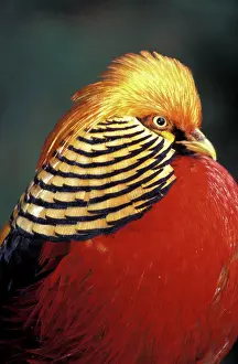 Chrysolophus: Africa, South Africa. Golden Pheasant (Chrysolophus