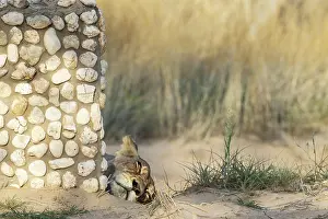 Hidden: Africa, South Africa, Kgalagadi Transfrontier Park, Kgalagadi, N