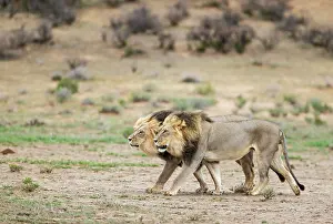Lions: Africa, South Africa, Kgalagadi Transfrontier Park, Kgalagadi, N