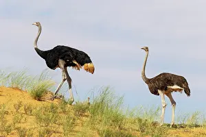 Kgalagadi: Africa, South Africa, Kgalagadi Transfrontier Park, Kgalagadi, N
