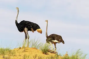 Kgalagadi: Africa, South Africa, Kgalagadi Transfrontier Park, Kgalagadi, N