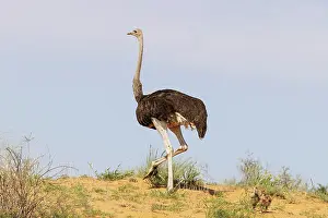 Kgalagadi: Africa, South Africa, Kgalagadi Transfrontier Park, Kgalagadi, N