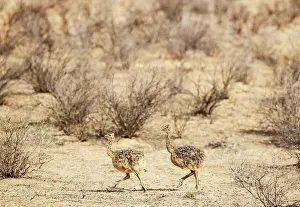 Kgalagadi: Africa, South Africa, Kgalagadi Transfrontier Park, Kgalagadi, N