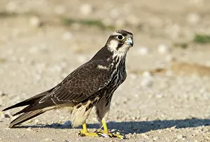Falco: Africa, South Africa, Kgalagadi Transfrontier Park, Kgalagadi, N