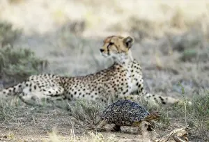 Turtle: Africa, South Africa, Kgalagadi Transfrontier Park, Kgalagadi, N