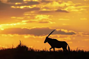 Early: Africa, South Africa, Kgalagadi Transfrontier Park, Kgalagadi, N