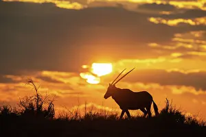 Early: Africa, South Africa, Kgalagadi Transfrontier Park, Kgalagadi, N