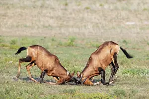 Kgalagadi: Africa, South Africa, Kgalagadi Transfrontier Park, Kgalagadi, N