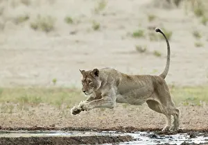 Splendid: Africa, South Africa, Kgalagadi Transfrontier Park, Kgalagadi, N