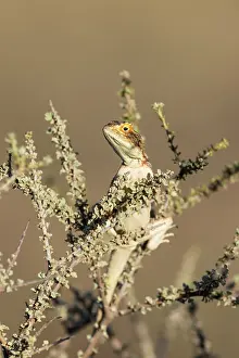 Agama: Africa, South Africa, Kgalagadi Transfrontier Park, Kgalagadi, N