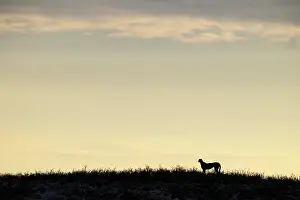 Cheetah: Africa, South Africa, Kgalagadi Transfrontier Park, Kgalagadi, N