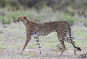 Cheetah: Africa, South Africa, Kgalagadi Transfrontier Park, Kgalagadi, N