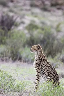 Cheetah: Africa, South Africa, Kgalagadi Transfrontier Park, Kgalagadi, N