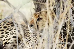 Cheetah: Africa, South Africa, Kgalagadi Transfrontier Park, Kgalagadi, N