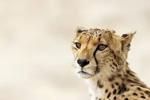 Cheetah: Africa, South Africa, Kgalagadi Transfrontier Park, Kgalagadi, N