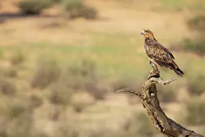 Perching: Africa, South Africa, Kgalagadi Transfrontier Park, Kgalagadi, N