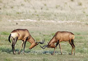 Kgalagadi: Africa, South Africa, Kgalagadi Transfrontier Park, Kgalagadi, N
