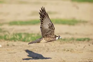 Falco: Africa, South Africa, Kgalagadi Transfrontier Park, Kgalagadi, N