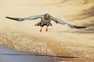 Taking: Africa, South Africa, Kgalagadi Transfrontier Park, Kgalagadi, N