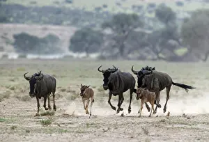 Raising: Africa, South Africa, Kgalagadi Transfrontier Park, Kgalagadi, N