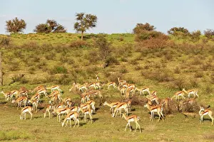 Kgalagadi: Africa, South Africa, Kgalagadi Transfrontier Park, Kgalagadi, N