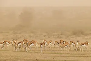Storm: Africa, South Africa, Kgalagadi Transfrontier Park, Kgalagadi, N