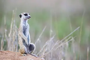 Meerkat: Africa, South Africa, Kgalagadi Transfrontier Park, Kgalagadi, N