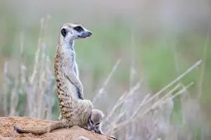 Meerkat: Africa, South Africa, Kgalagadi Transfrontier Park, Kgalagadi, N