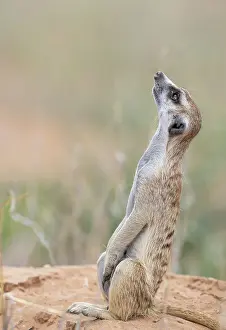 Meerkat: Africa, South Africa, Kgalagadi Transfrontier Park, Kgalagadi, N