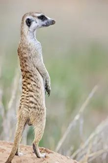 Meerkat: Africa, South Africa, Kgalagadi Transfrontier Park, Kgalagadi, N