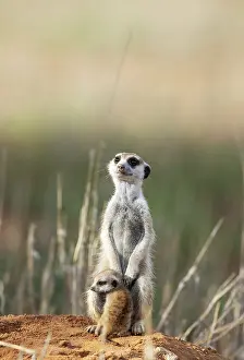 Meerkat: Africa, South Africa, Kgalagadi Transfrontier Park, Kgalagadi, N